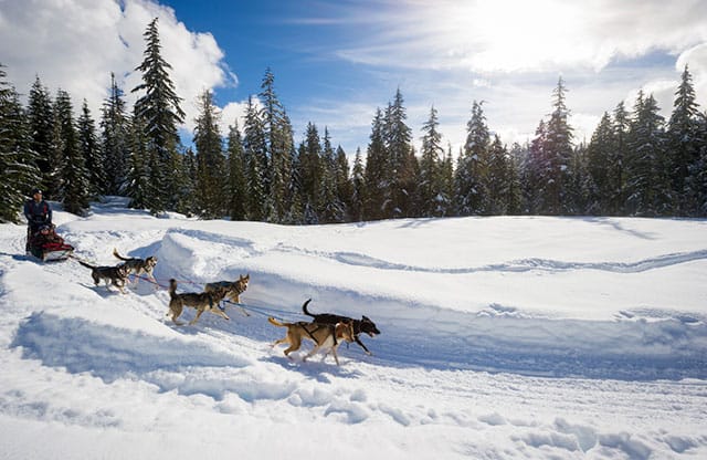 Dog sledding