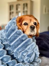 A dog wrapped in a blanket at the Blackcomb Lodge